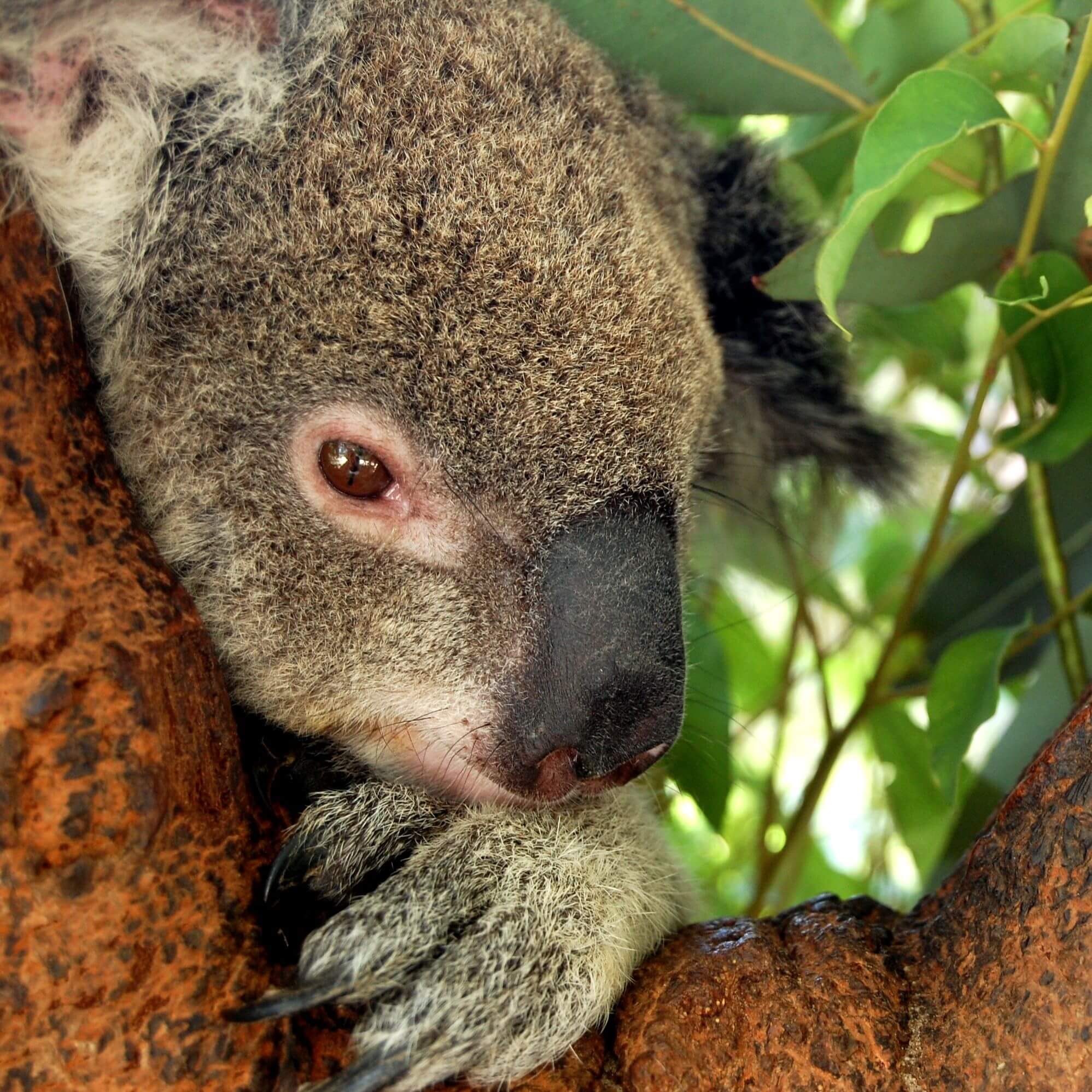 Koala Questions - Australia Walkabout Park