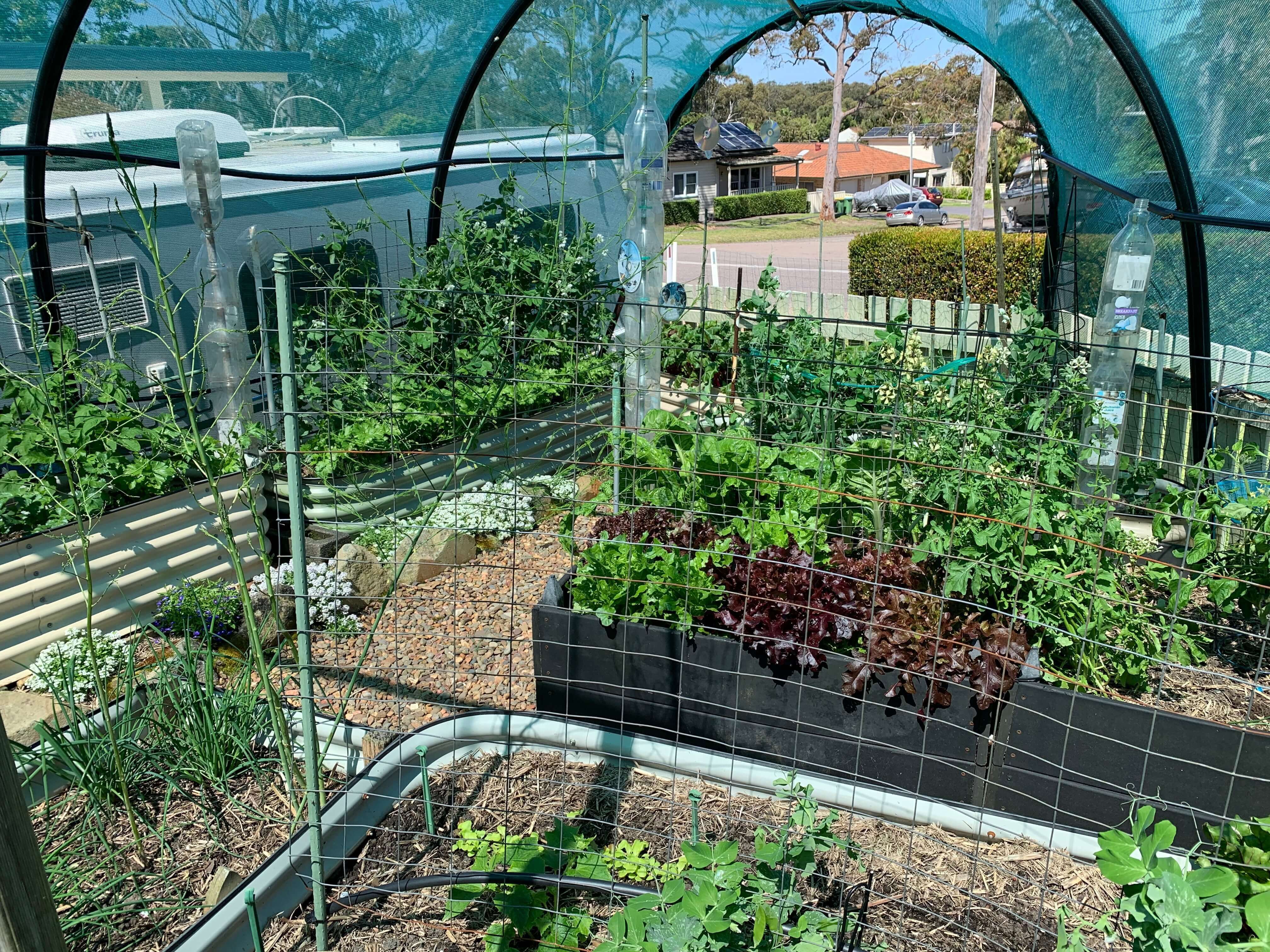 garden with net over the top