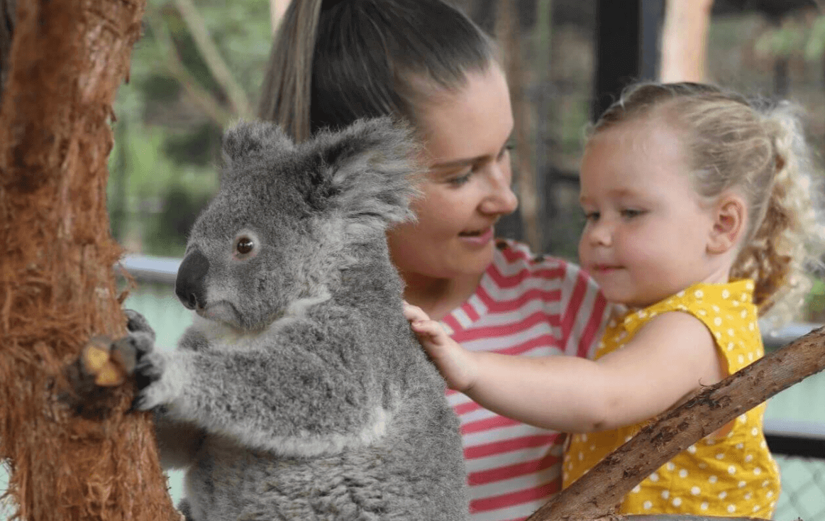 Koala encounter