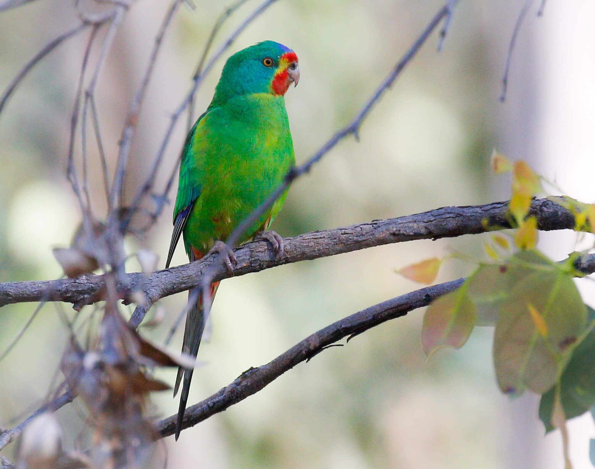 Swift Parrot National Parks and Wildlife Services Ranger Expedition 