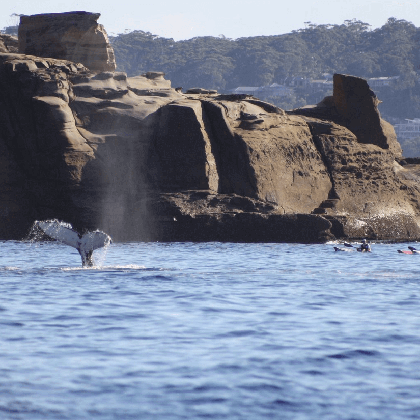 Whale watchign with Terrigal Ocean Tours