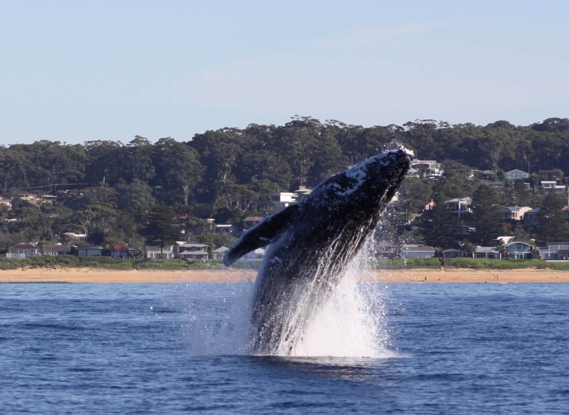 whale breaching