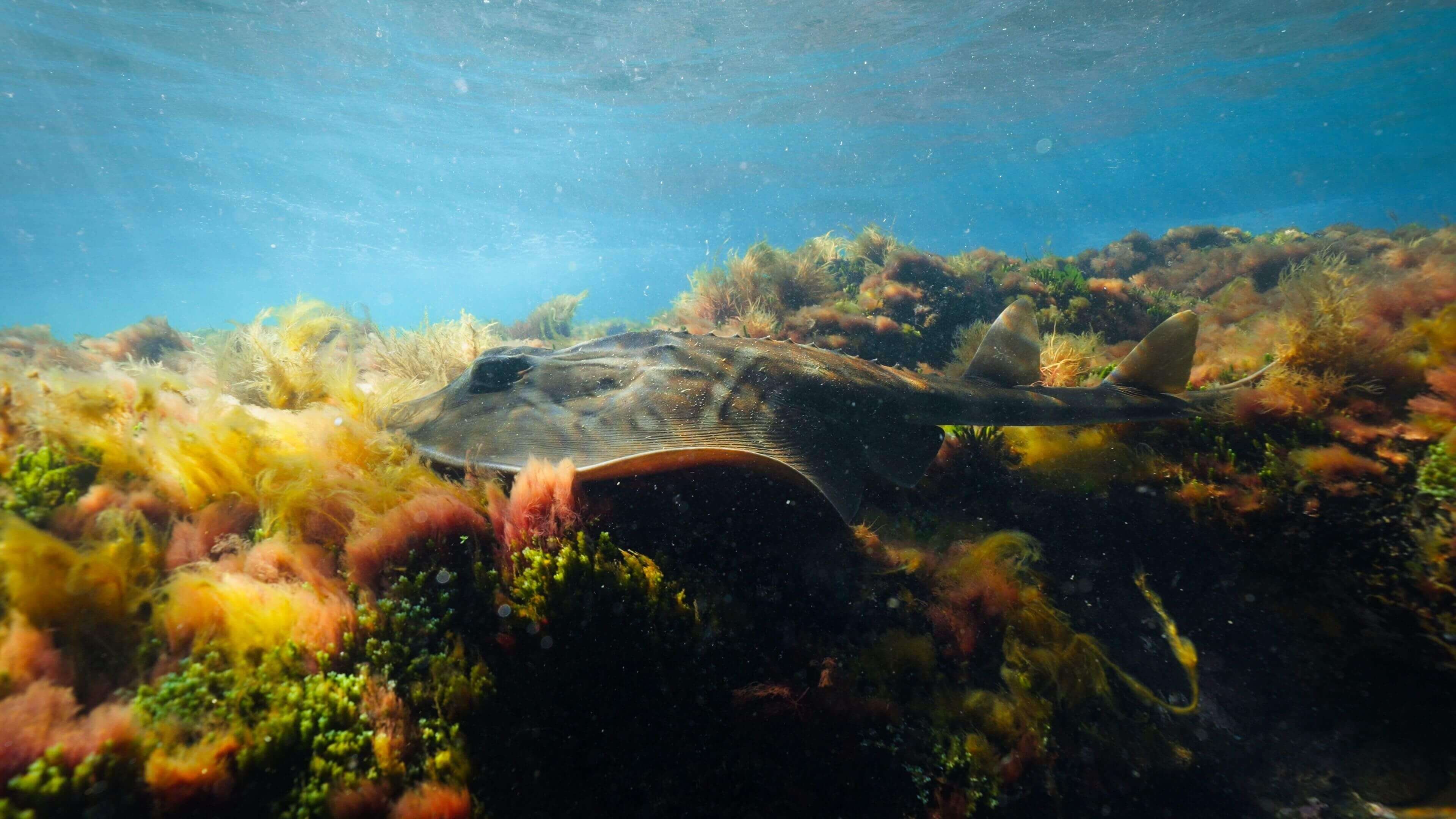 String ray in reef