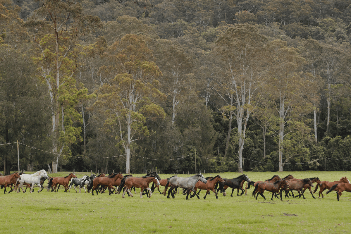 Running of the Horses in the afternoon at Glenworth Valley 