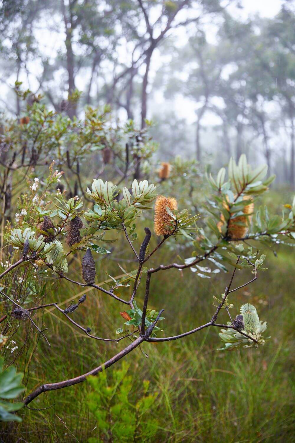 dewy bushland