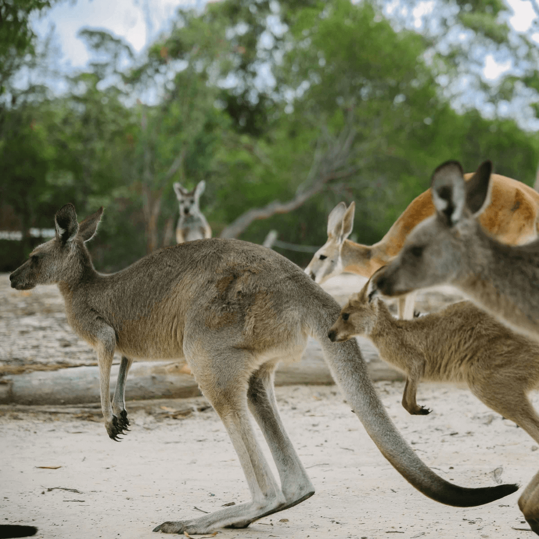 Australia Walkabout Wildlife Park