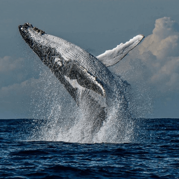 Humpback whale breeching off Central Coast NSW