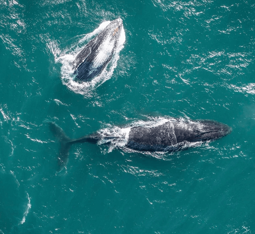 Whales in Terrigal on the Central Coast 