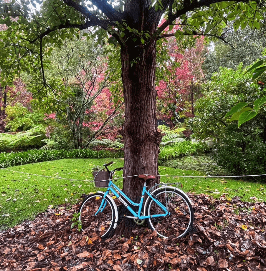 bike leant on tree in autumn leaves