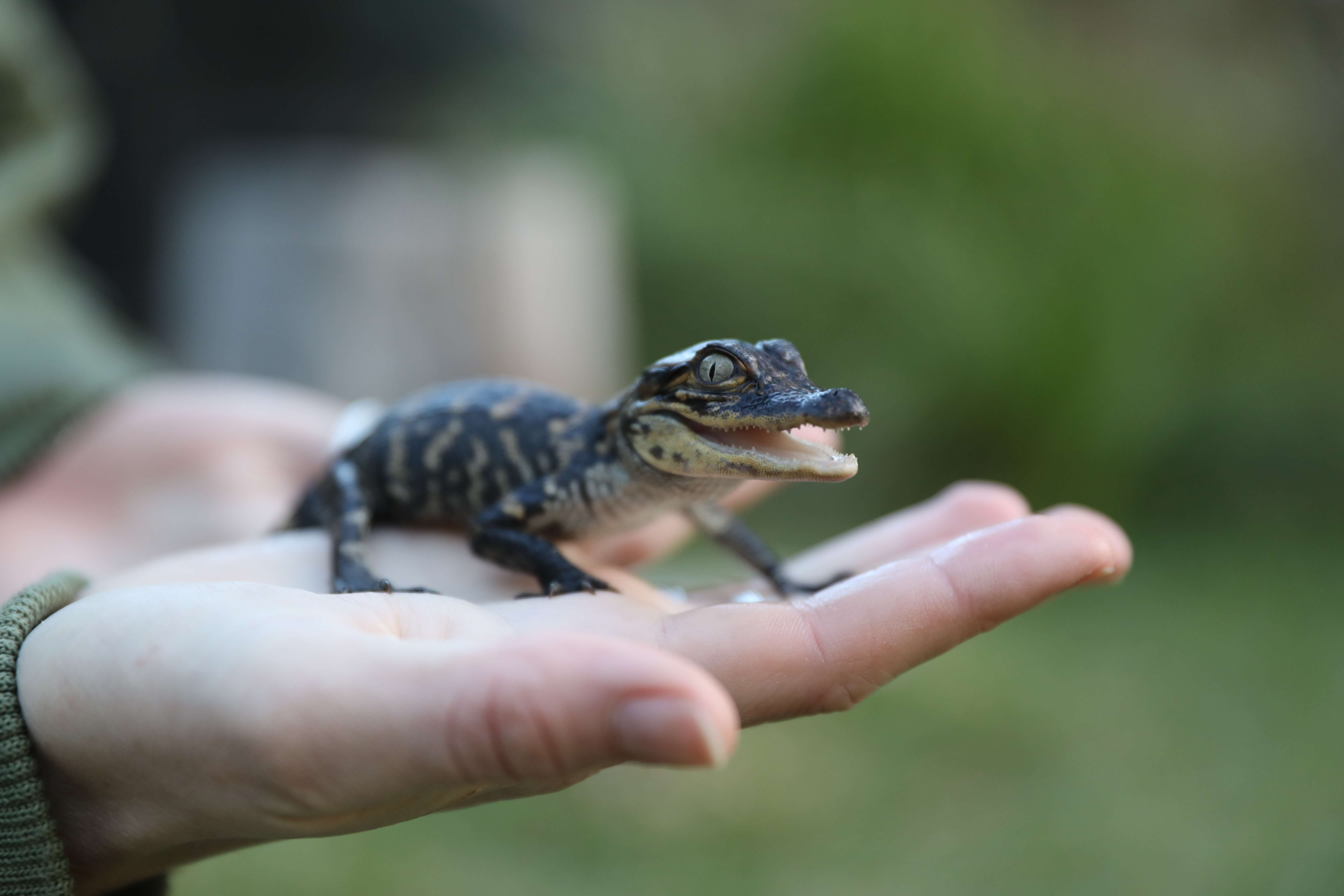 alligator hatchling in hand