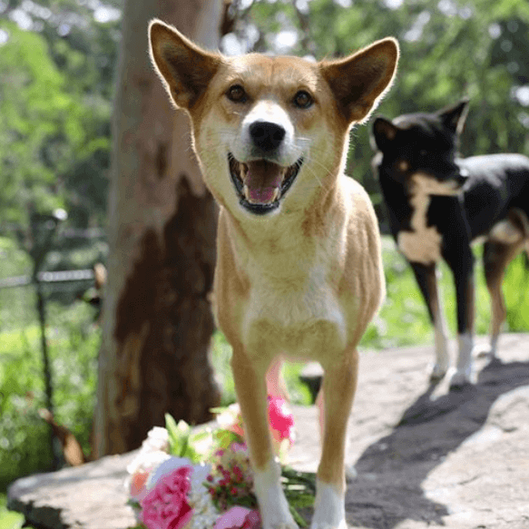 dingo smiling at local reptile park