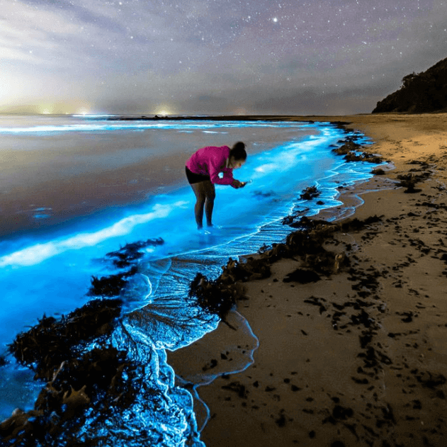 bioluminescence at Norah Head 