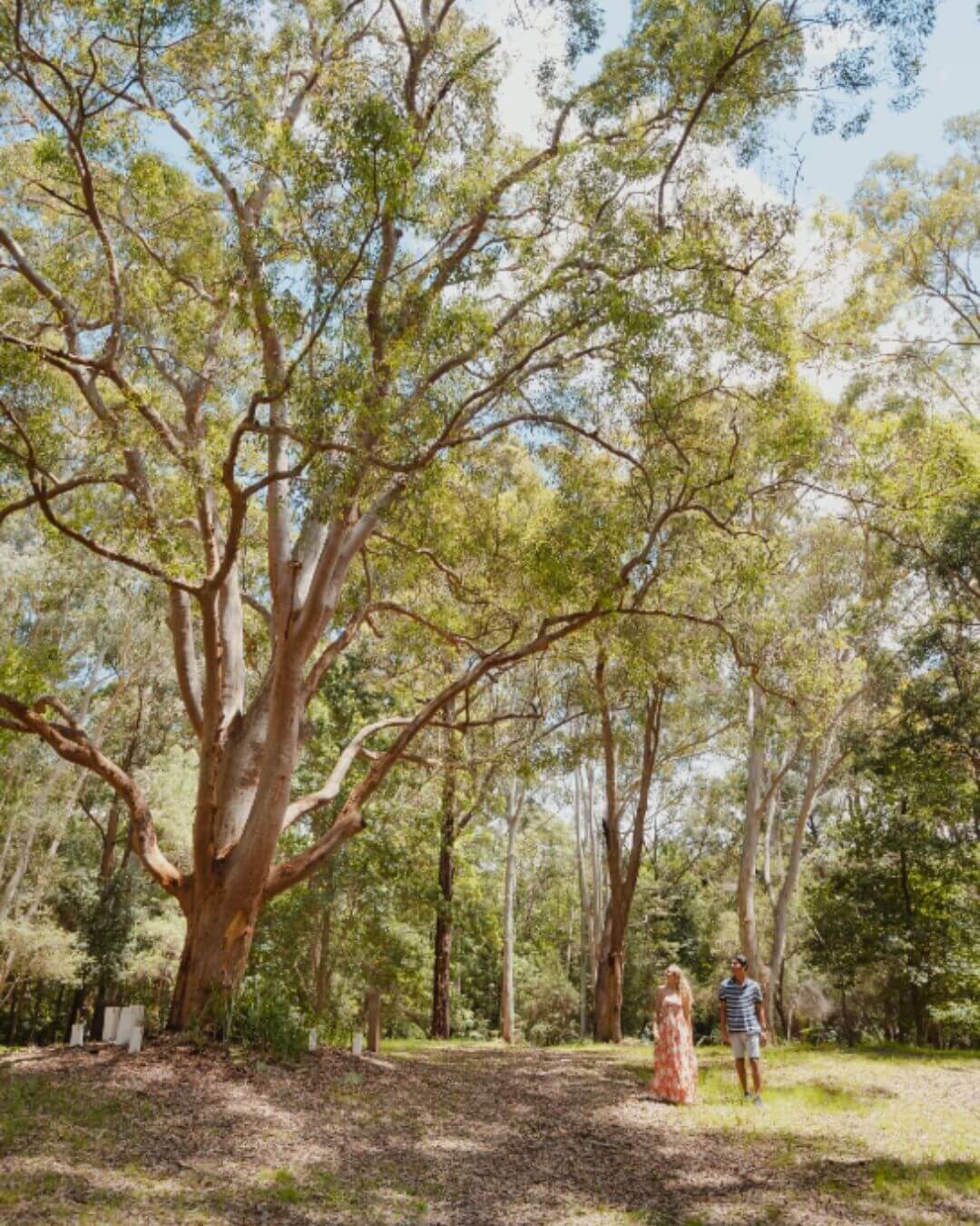 couple walking through trees