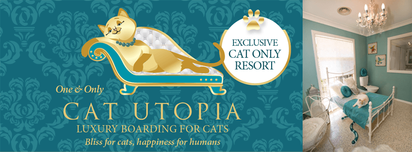 Cats only hot sale resort and spa