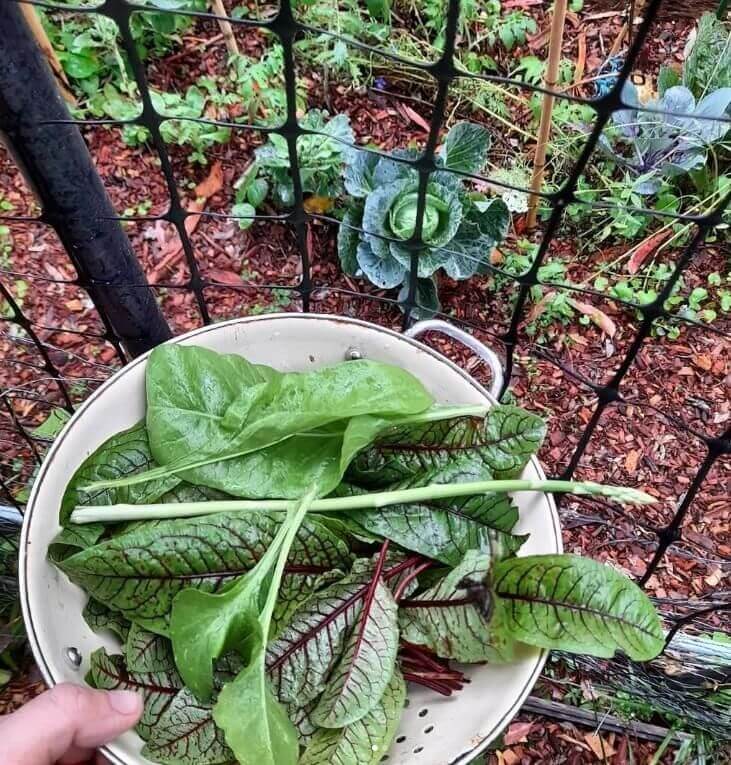 bowl of fresh leafy greens