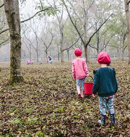 kids collecting pecans