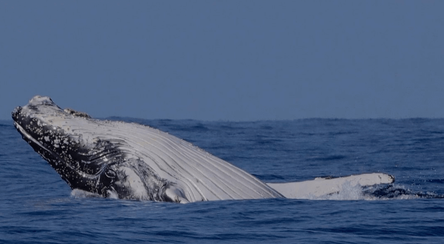 Humpbacke whale on its back inTerrigal on Central Coast NSW