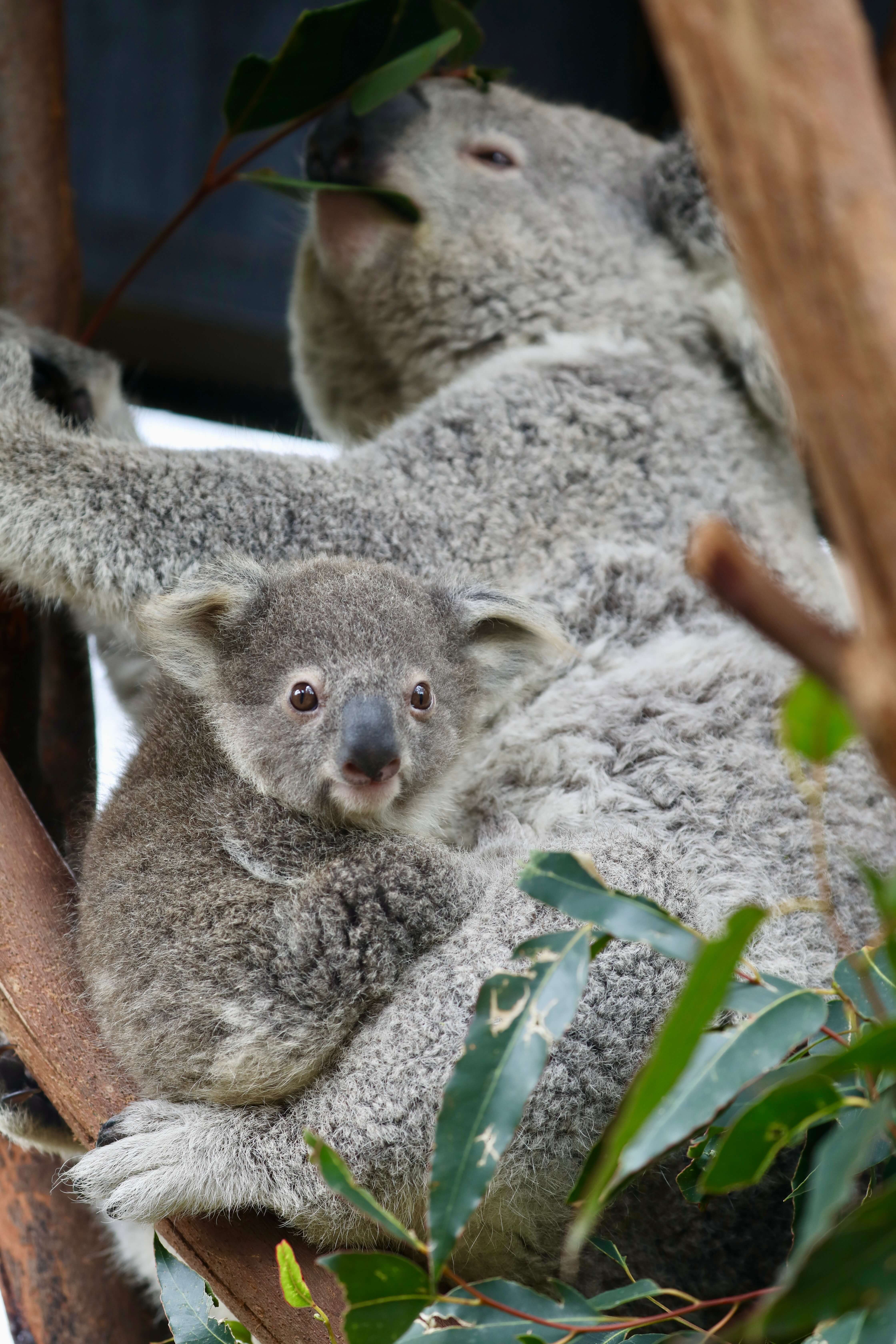 koala joey