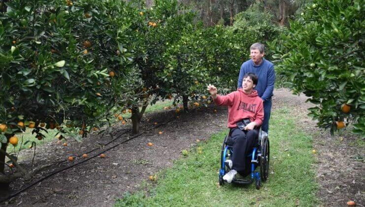 Have wheelchair will travel image between the orchards picking oranges in his wheel chair with his father