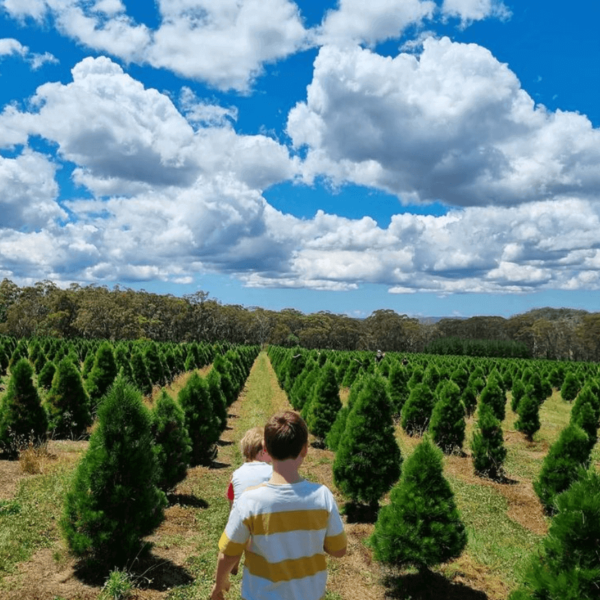 children shopping for real christmas tree in field