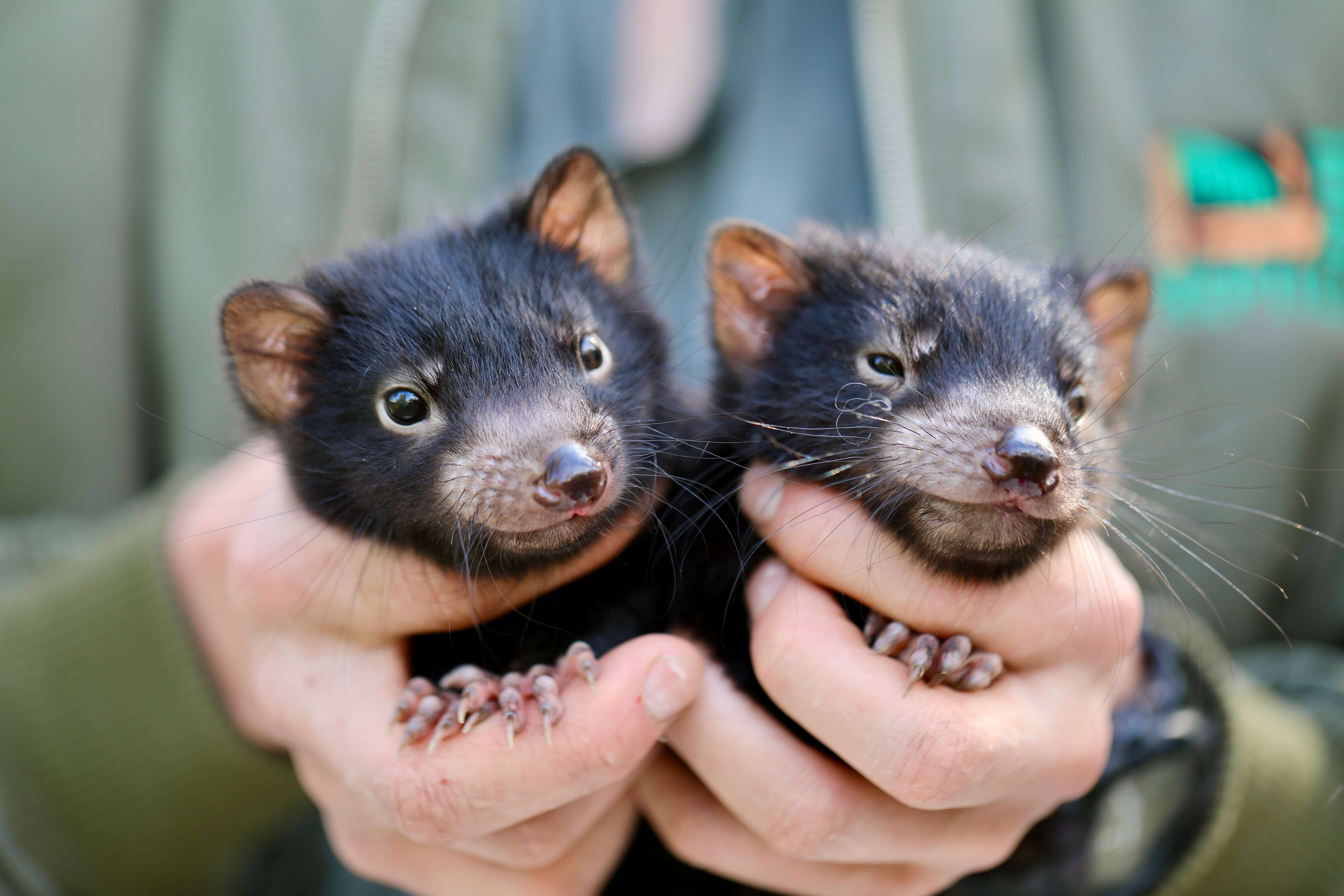 tassie devil joeys