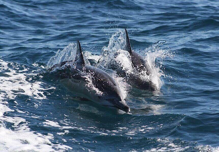 terrigal ocean tours with dolphins