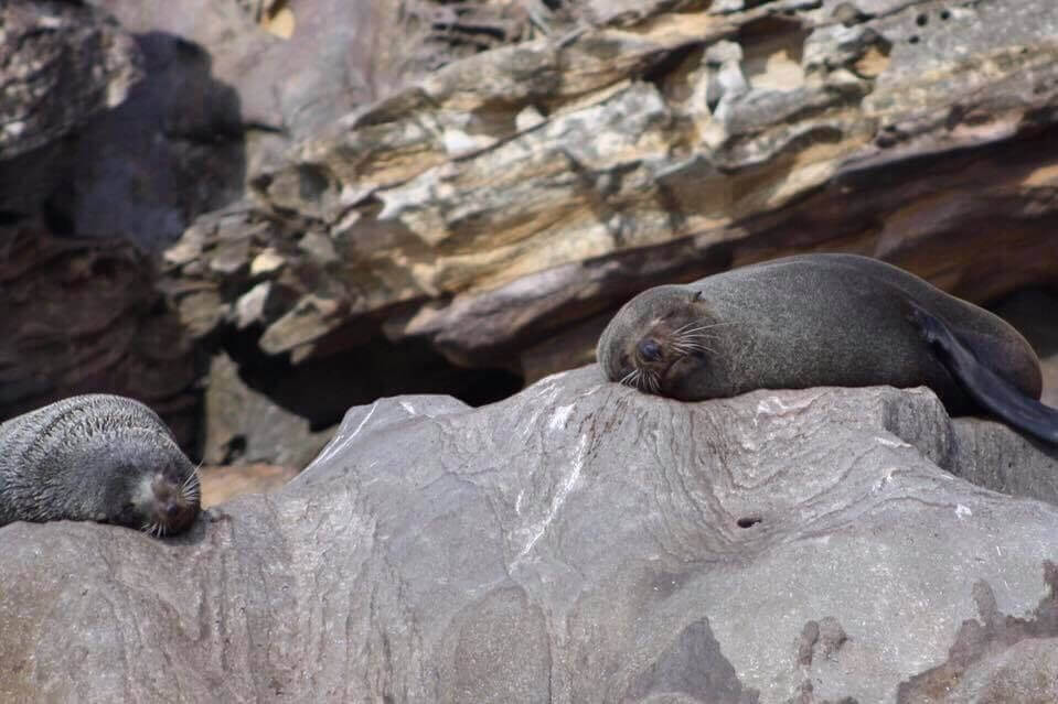 terrigal ocean tours with seals on rocks