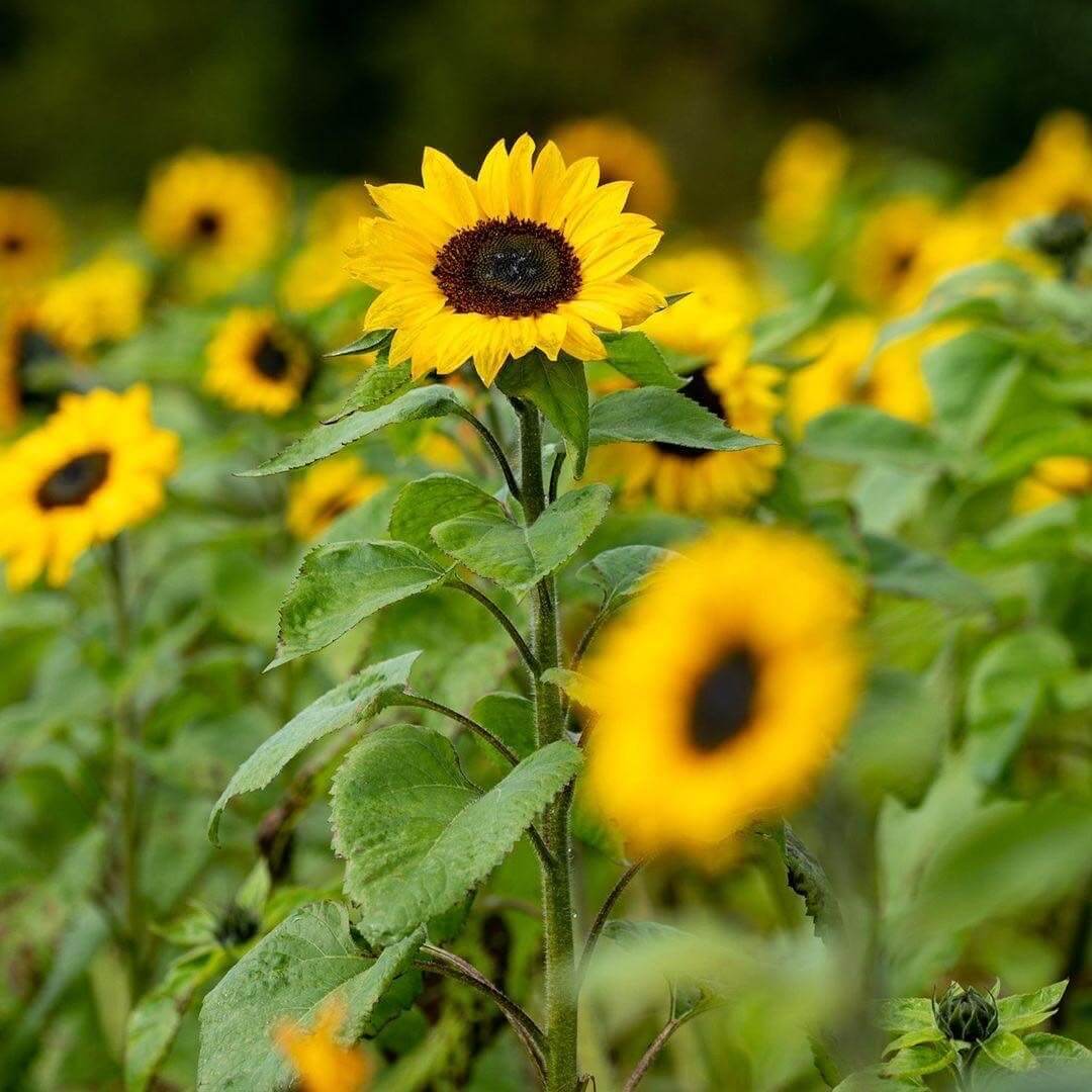 sunflowers in a field