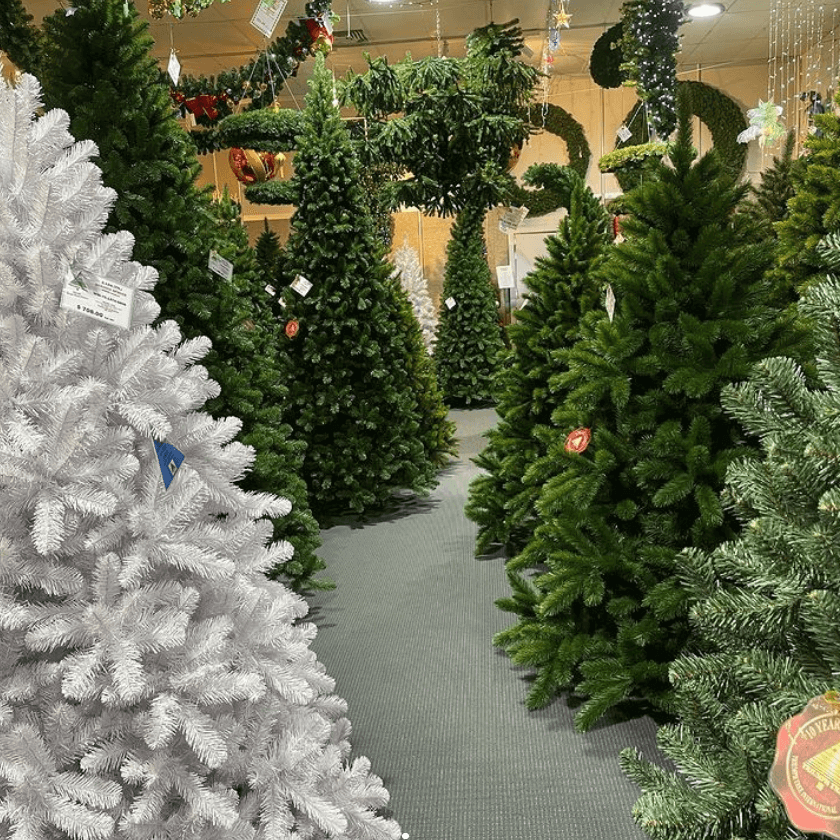 line of christmas trees at west gosford
