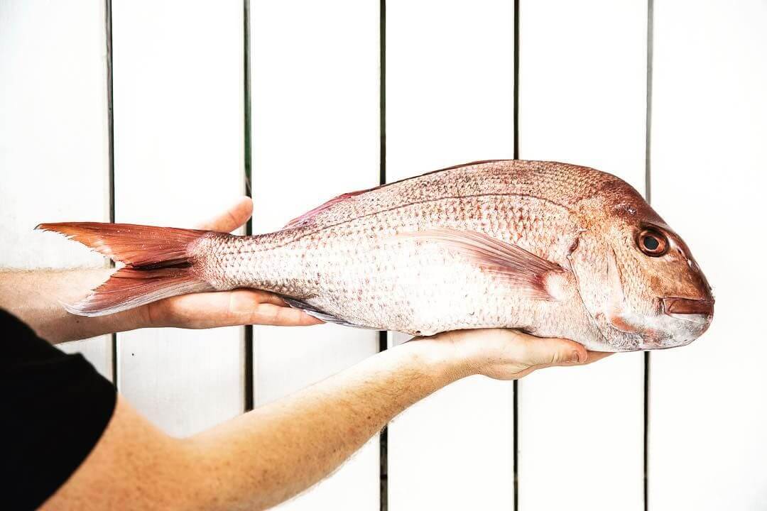 Person holding a fish