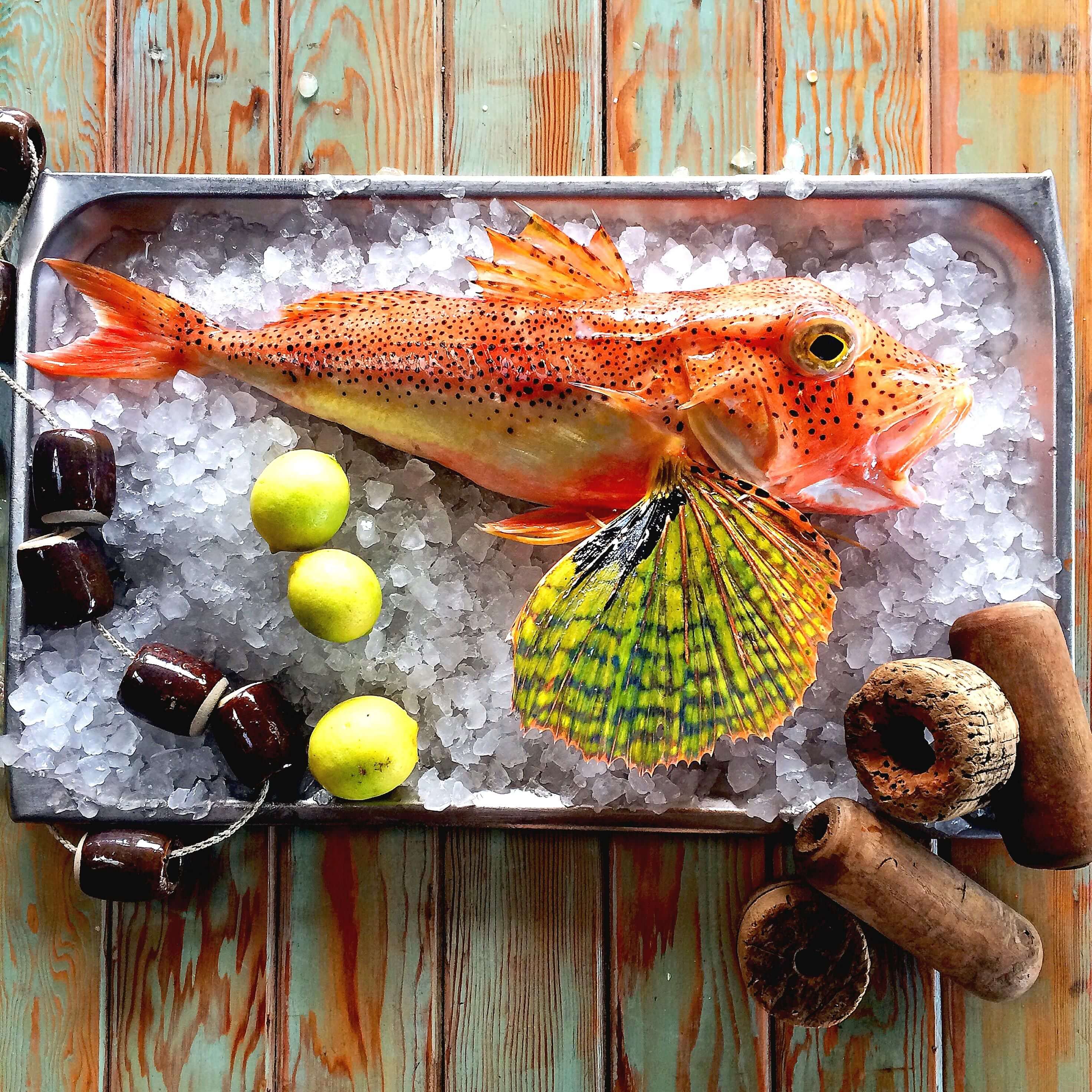 Colourful fish on ice