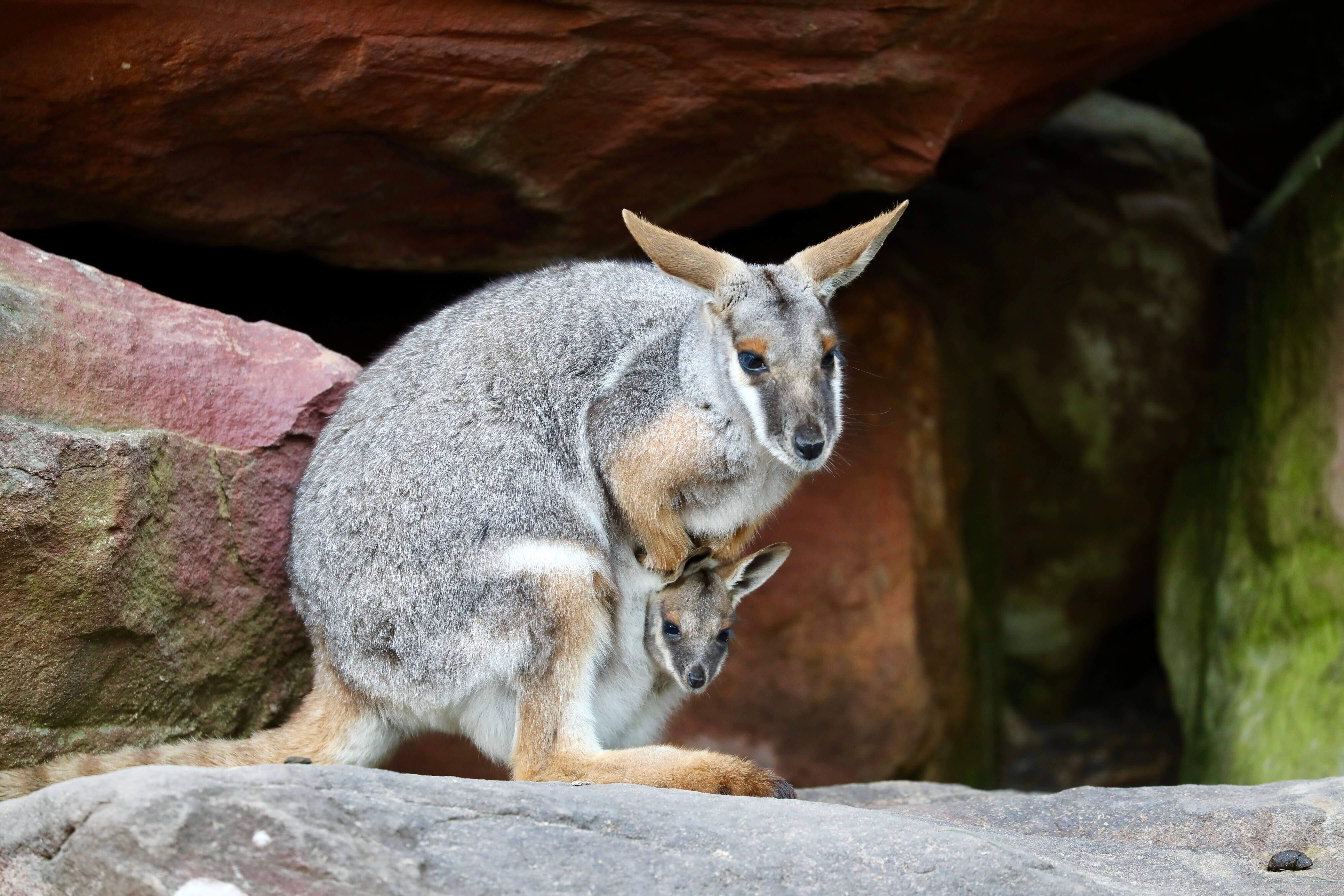 Yellow Footed Rock Wallaby joey with mum