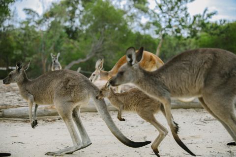 Kangaroos at Walkabout Wildlife Park