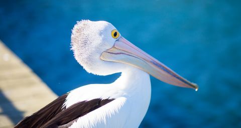 The Pelican Feed at The Entrance