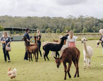 tourism industry and alpacas being fed in a quaint green field