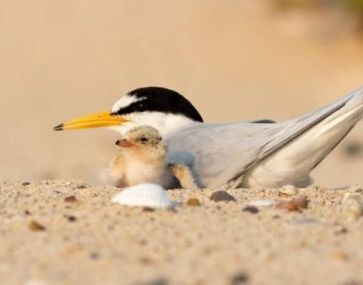 little tern bird and chick in the sand. credit Luke Ullrich
