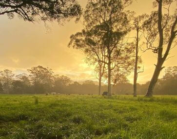 Full Circle Farm sunrise Dooralong Valley 