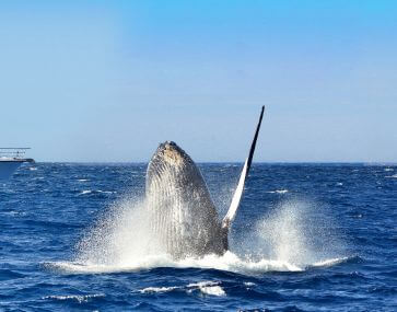 humpback whale breaching