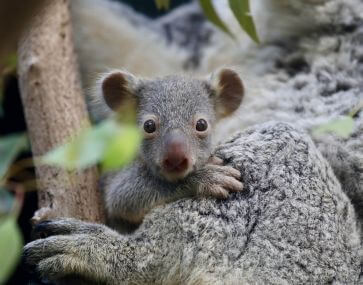 australian reptile park - koala joey