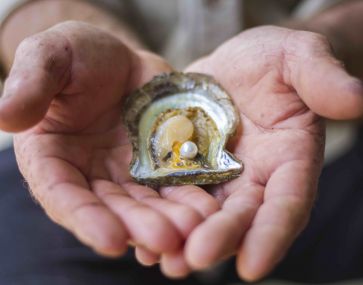 pearls held in shuckers hands