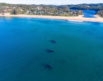 Where to catch a glimpse of the whales on the Central Coast