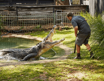 Keeper feeding a crocodile at teh The Australian Reptile Park