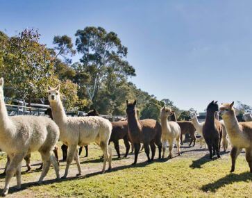 herd of many fluffy alpacas