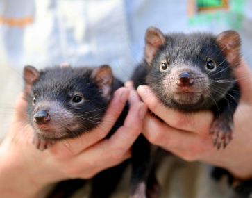 baby handheld cute tasmanian devil joeys