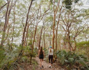 bushwalk in nature by james vodicka 