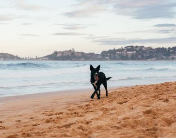 Central Coast’s best dog-friendly walks your pooch will love