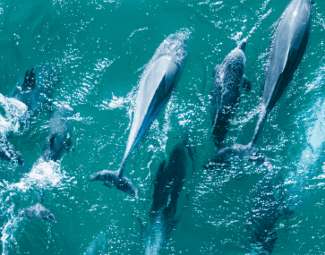 Dolphins at Wamberall