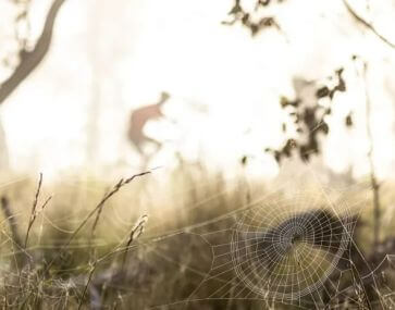 blurry cycle scape scene with dewy cobweb