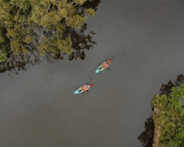 whale tours central coast