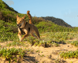 Dingoes on the Central Coast beach